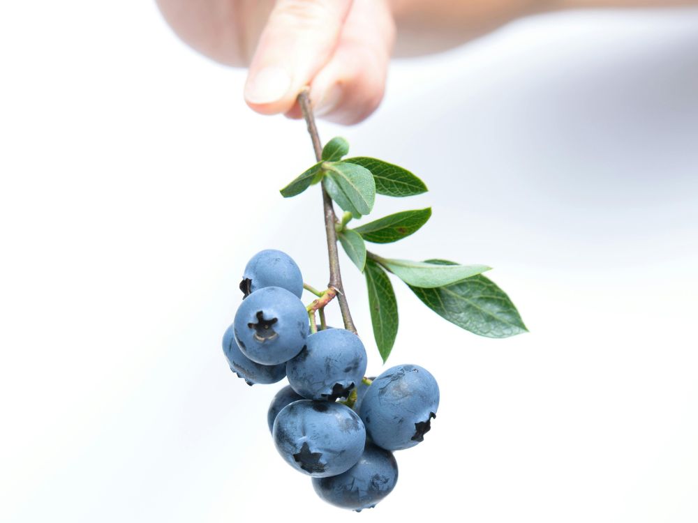 frutas, mirtilo