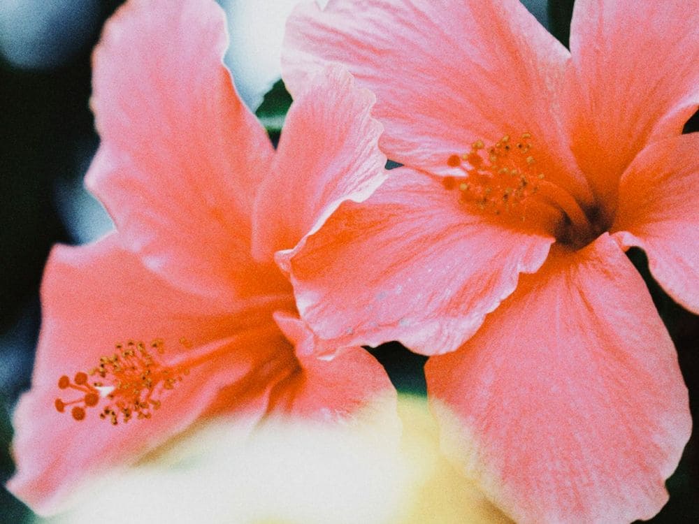 hibisco: chá para emagrecer